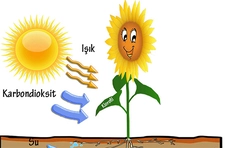 Bitkilerde Fotosentez Nasıl Yapılır?