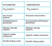 Fotosentez Kemosentez Özellikleri ve Faydaları Nelerdir?