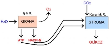 Fotosentez Işık Reaksiyonları
