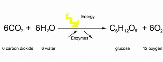 Fotosentez Denklemi
