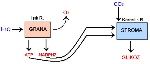 Fotosentez Ik Reaksiyonlar