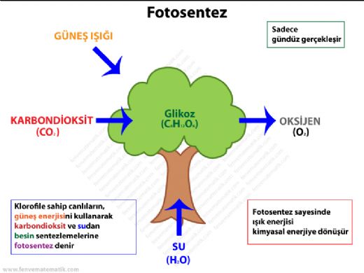 Fotosentez emas