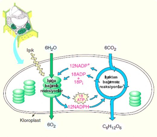 Fotosentez Tepkimeleri