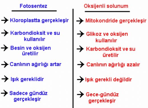 Fotosentez ve Solunum Arasndaki Farklar