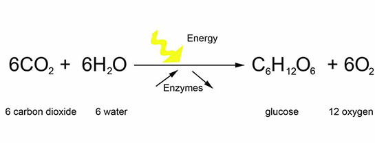 Fotosentez Forml