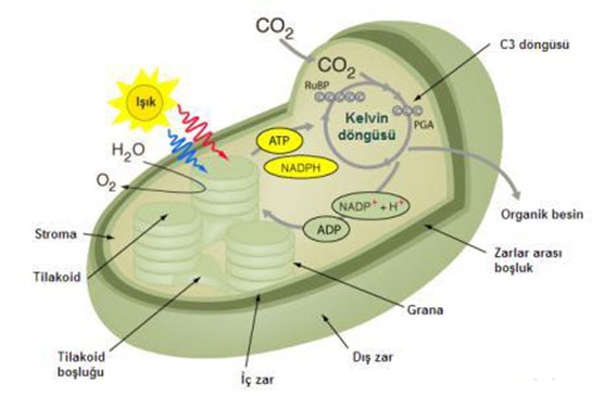 Fotosentez Nerede Gerekleir