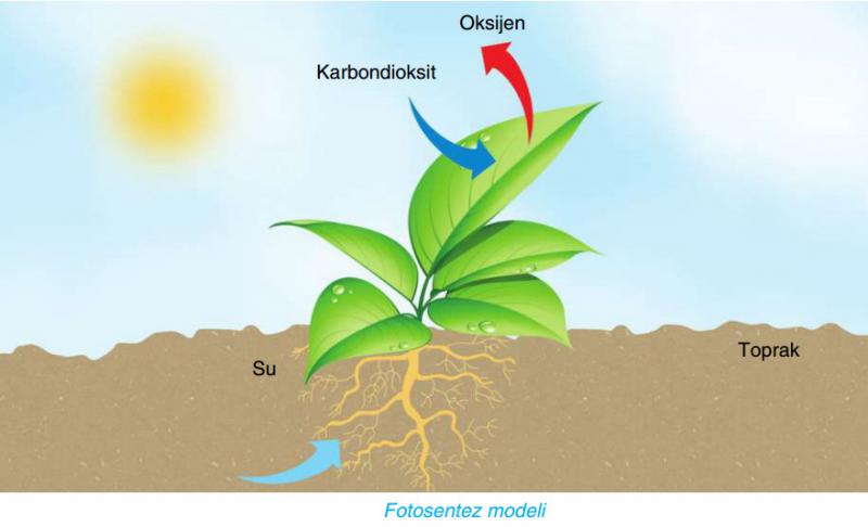 Fotosentez Olay