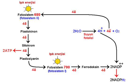 Fotosentez Reaksiyonlar