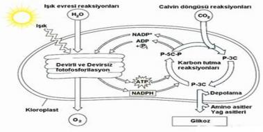 Biyoloji Fotosentez