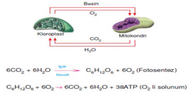 Fotosentez Konu Anlatm