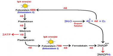 Fotosentez Reaksiyonlar